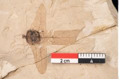 Foto (Detailansicht) von Carpinus sp. (NHMW-GEO-2024-0188-11458)